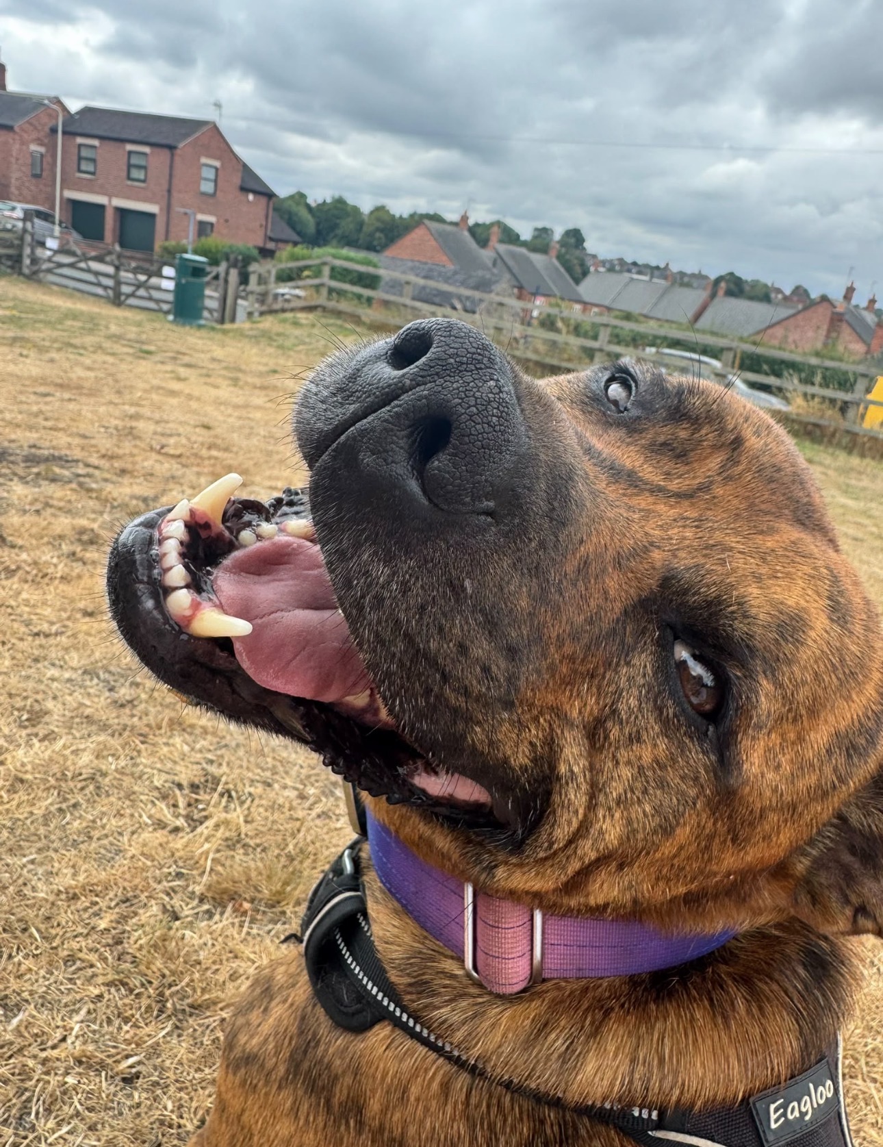 Dog outdoors