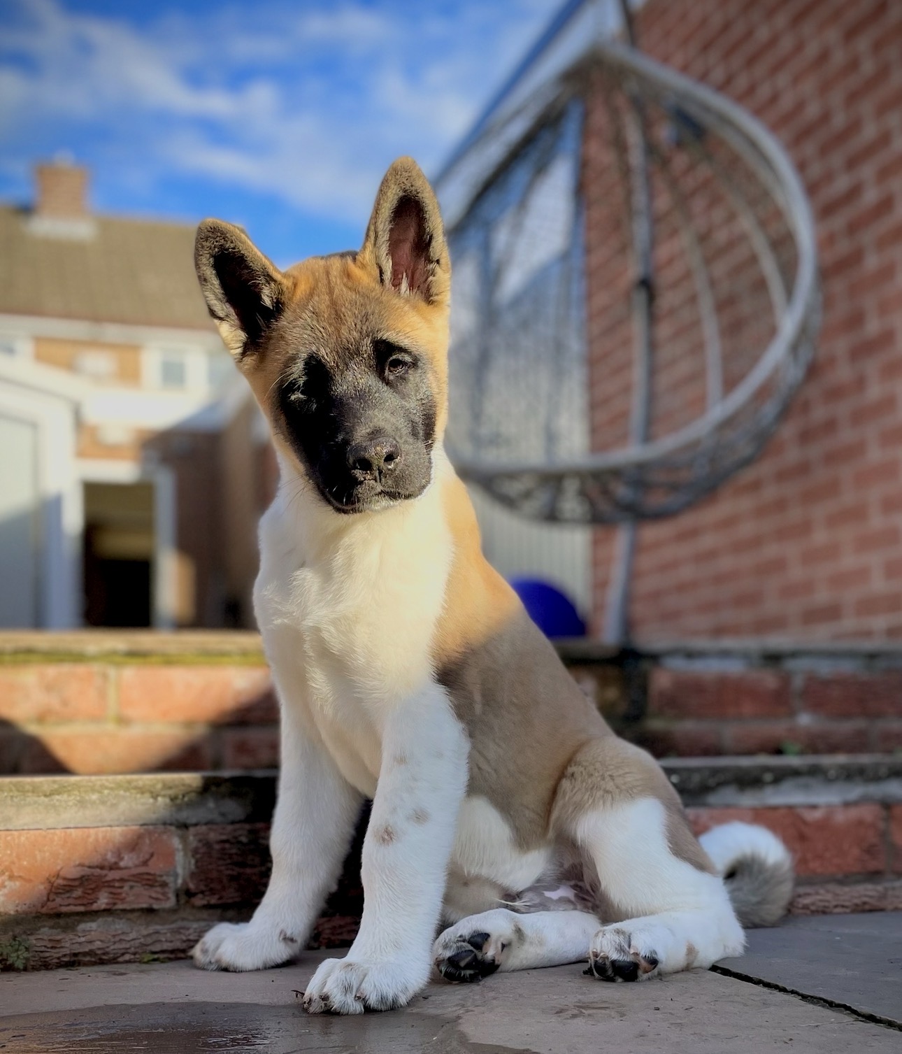HiKo Hounds puppy