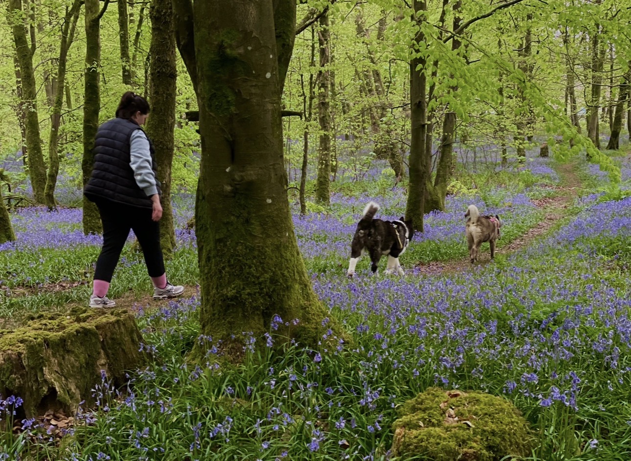 Dogs enjoying a walk outdoors
