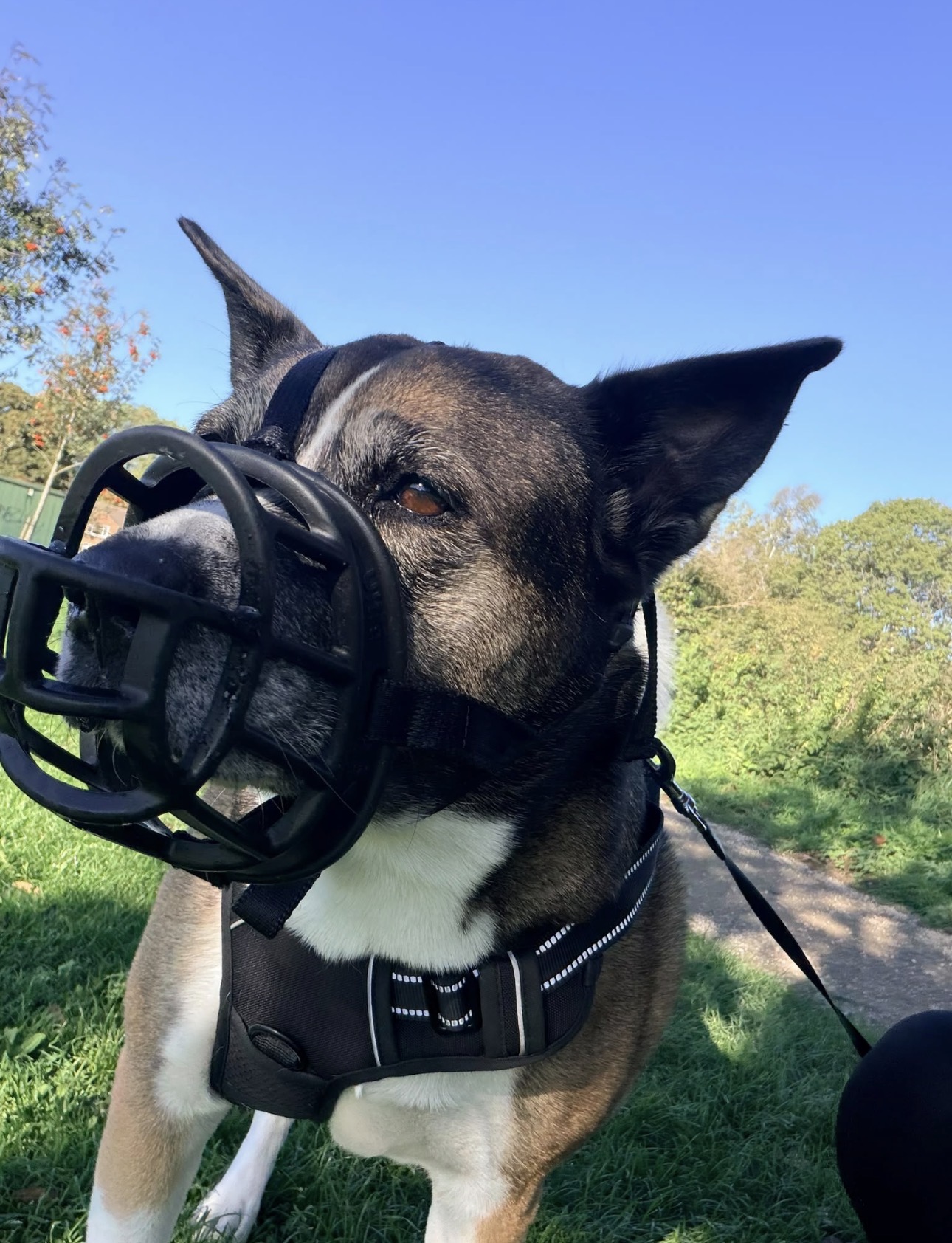 Dog enjoying some quiet time